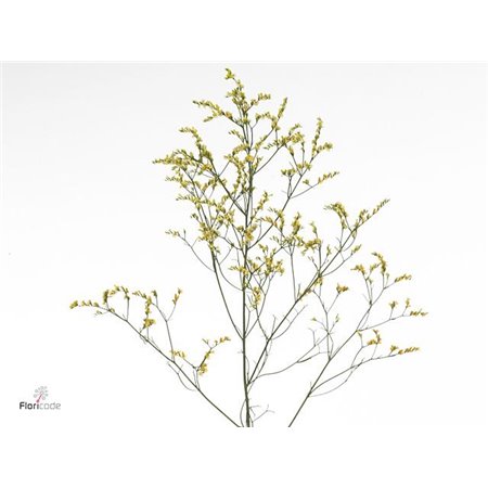 Limonium Sin China Summer c2449