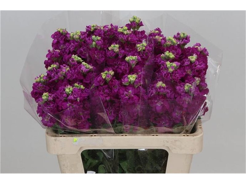 Matth. Iron x30 Cerise 55cm c2481