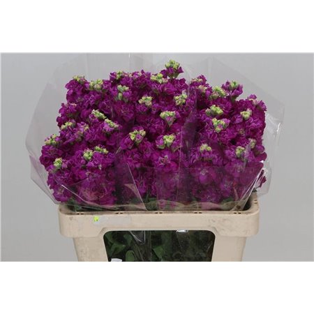 Matth. Iron x30 Cerise 55cm c2481