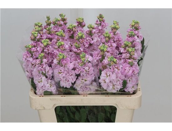Matth. Iron x30 Cerise 55cm c2482