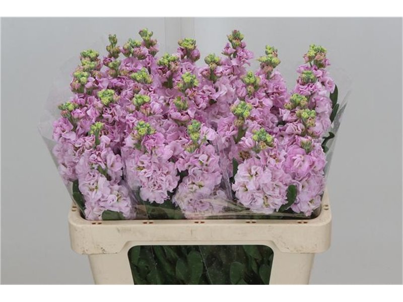 Matth. Iron x30 Cerise 55cm c2482