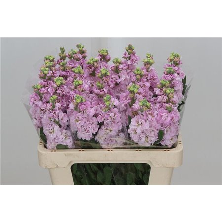 Matth. Iron x30 Cherryblossom 55cm c2483