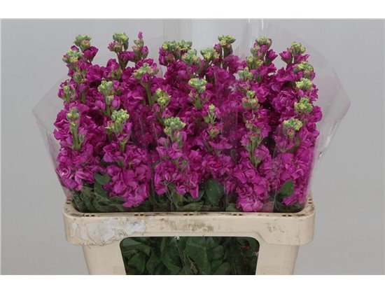 Matth. Iron x30 Pink 55cm c2485