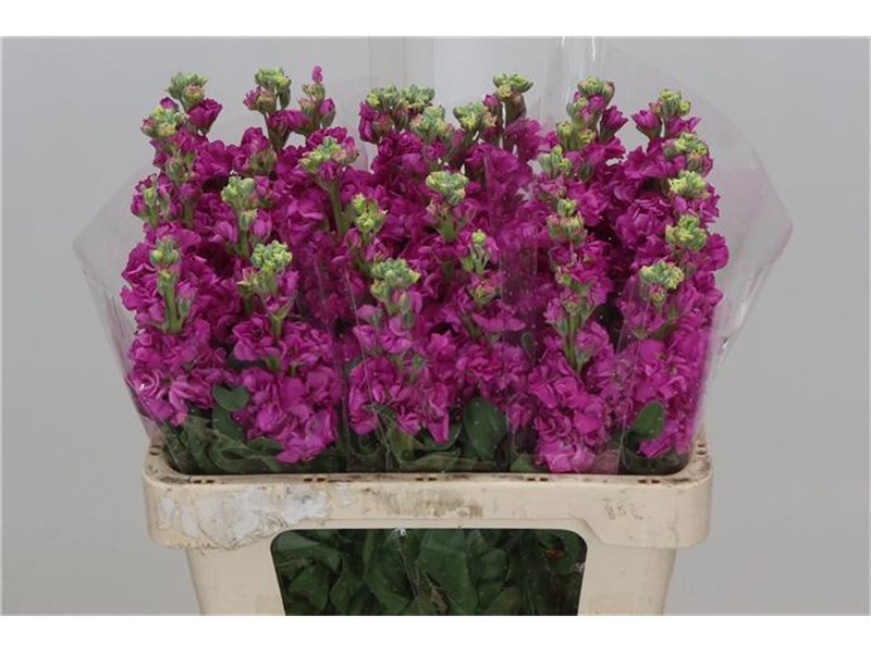 Matth. Iron x30 Pink 55cm c2485