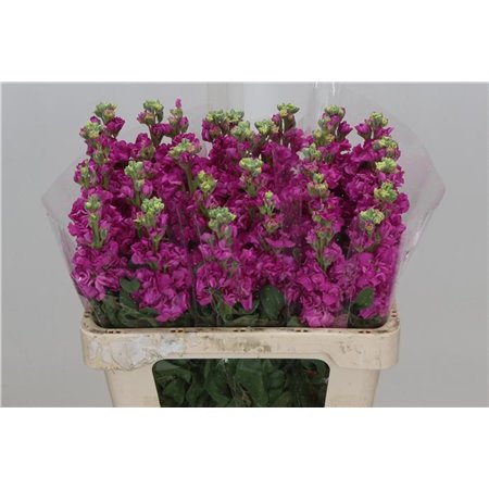Matth. Iron x30 Pink 55cm c2485