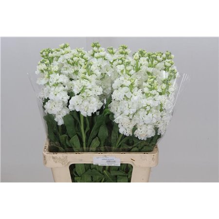 Matth. Iron x30 Purple 55cm c2487