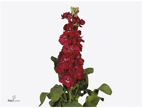 Matthiola Stocks Francesca c2491