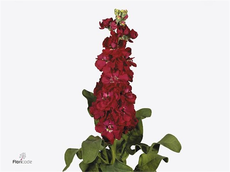 Matthiola Stocks Francesca c2491