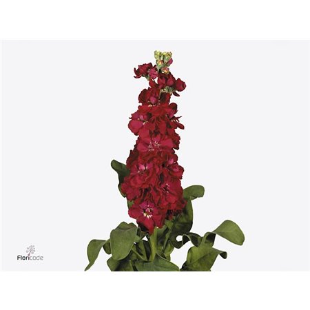 Matthiola Stocks Francesca c2491