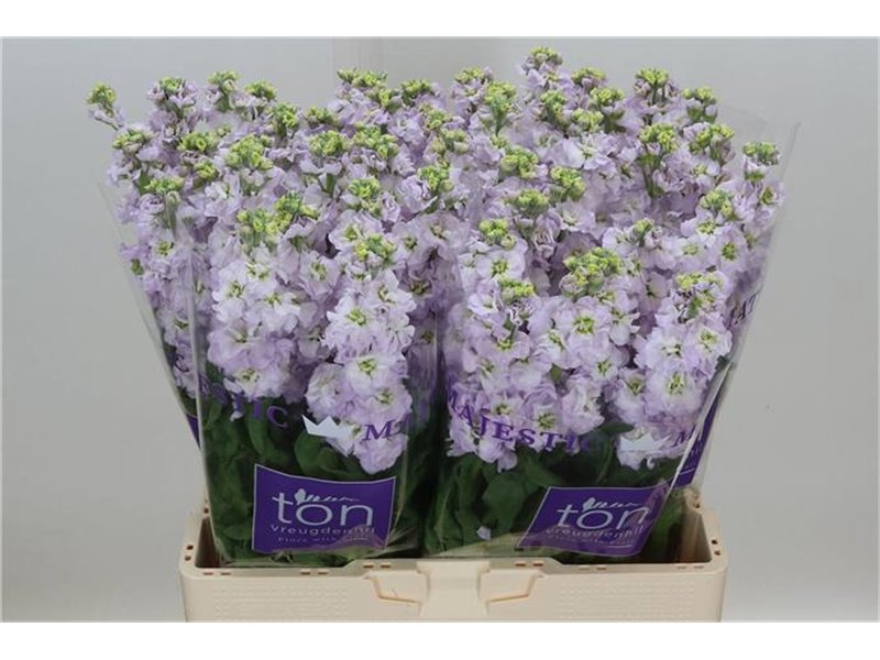 Matthiola Stocks Francesca c2492