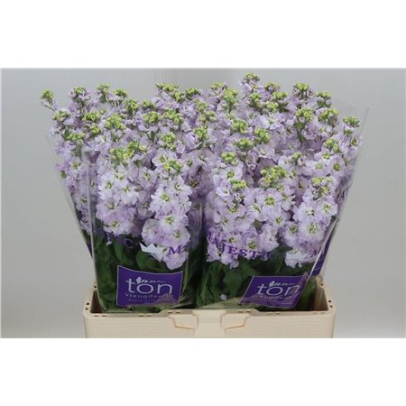 Matthiola Stocks Francesca c2492