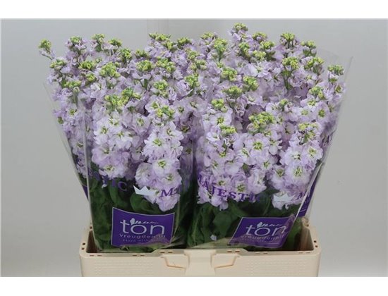 Matthiola Stocks Impala Marine c2493