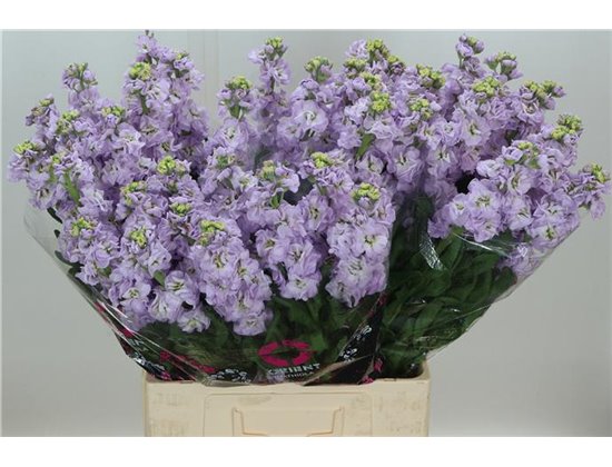 Matthiola Stocks Impala Marine c2494