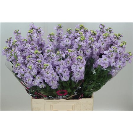 Matthiola Stocks Impala Marine c2494