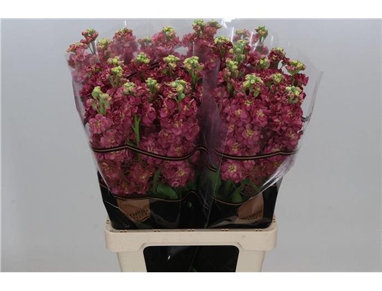 Matthiola Stocks Impala Marine c2495