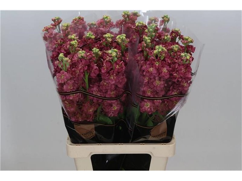 Matthiola Stocks Impala Marine c2495