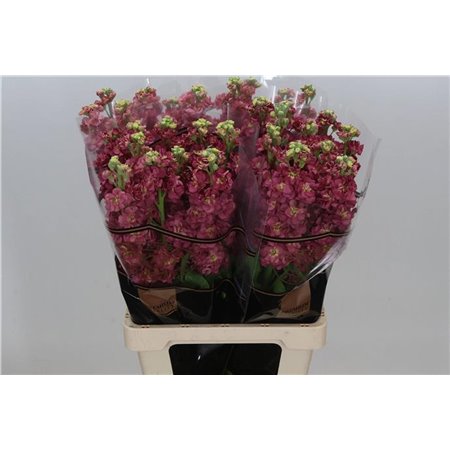 Matthiola Stocks Impala Marine c2495