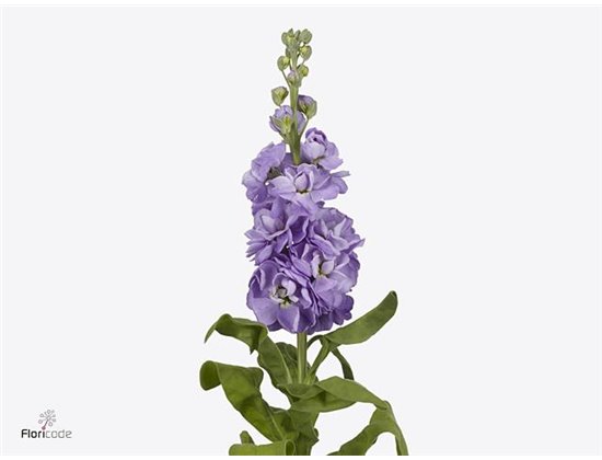 Matthiola Stocks Mathilda Lavender c2497