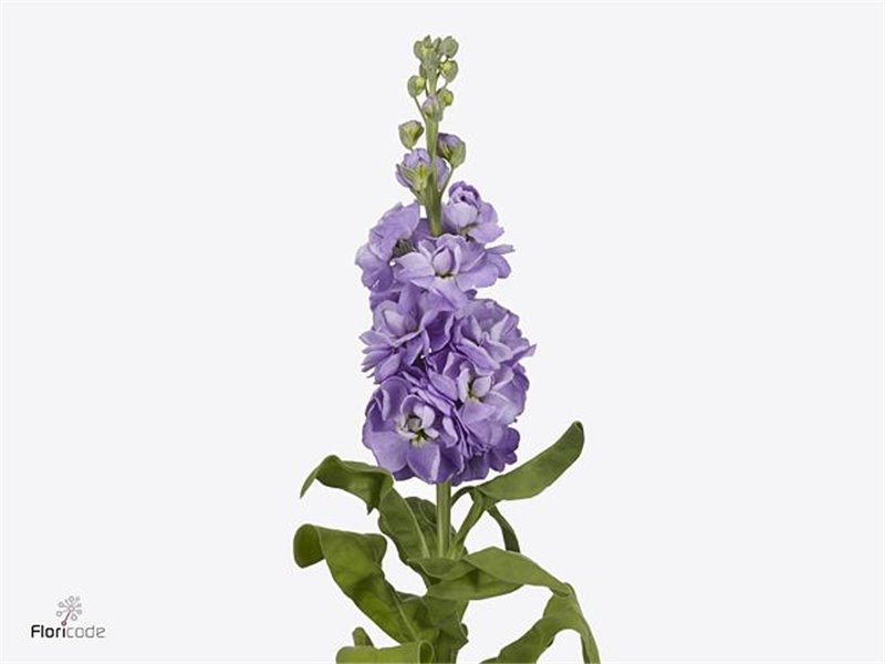 Matthiola Stocks Mathilda Lavender c2497