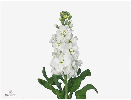 Matthiola Stocks Mathilda White c2498