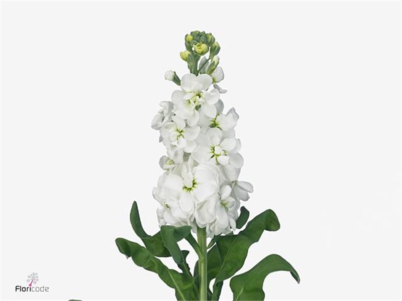 Matthiola Stocks Mathilda White c2498