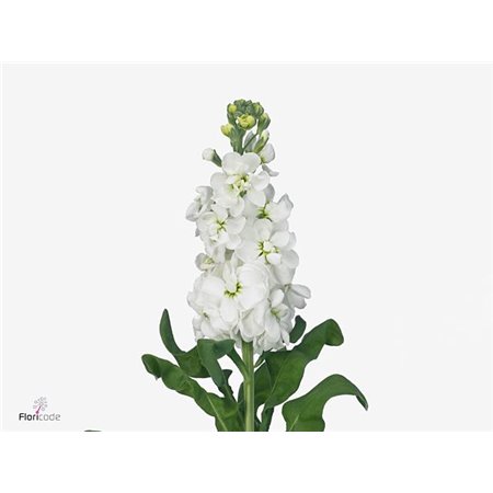 Matthiola Stocks Mathilda White c2498