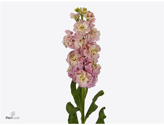 Matthiola Stocks Milla Pink Ex c2499