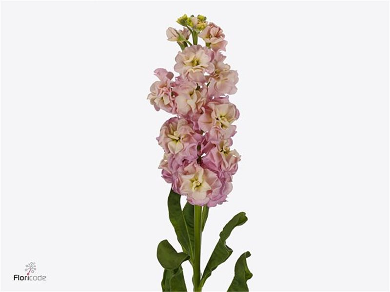 Matthiola Stocks Milla Pink Ex c2499