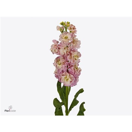 Matthiola Stocks Milla Pink Ex c2499