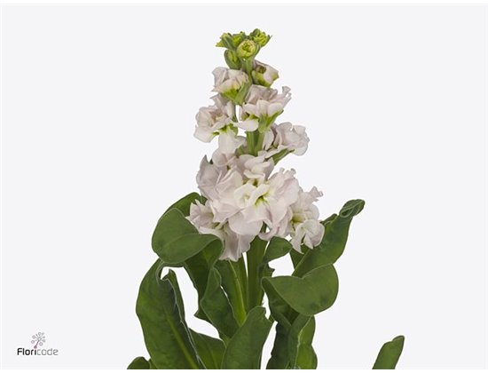 Matthiola Stocks Stox Silver c2500