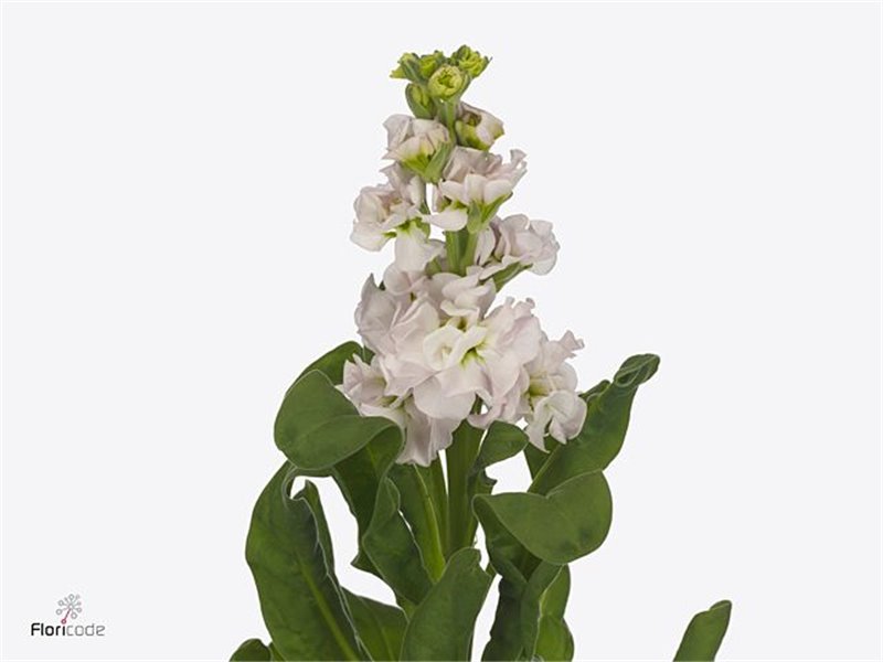 Matthiola Stocks Stox Silver c2500
