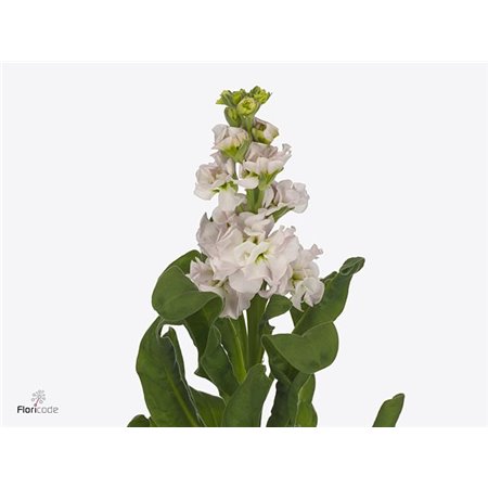 Matthiola Stocks Stox Silver c2500