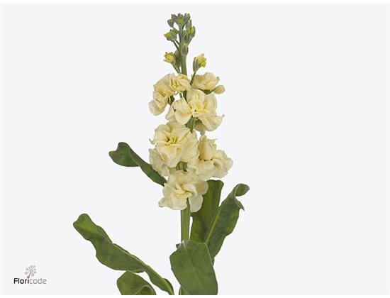 Matthiola Stocks Stx Yellow Ex c2502