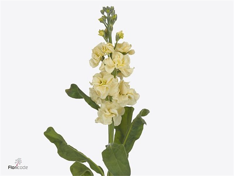 Matthiola Stocks Stx Yellow Ex c2502