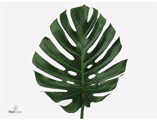 Monstera Leaf Impatiens 27cm c2509