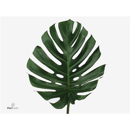 Monstera Leaf Impatiens 27cm c2509