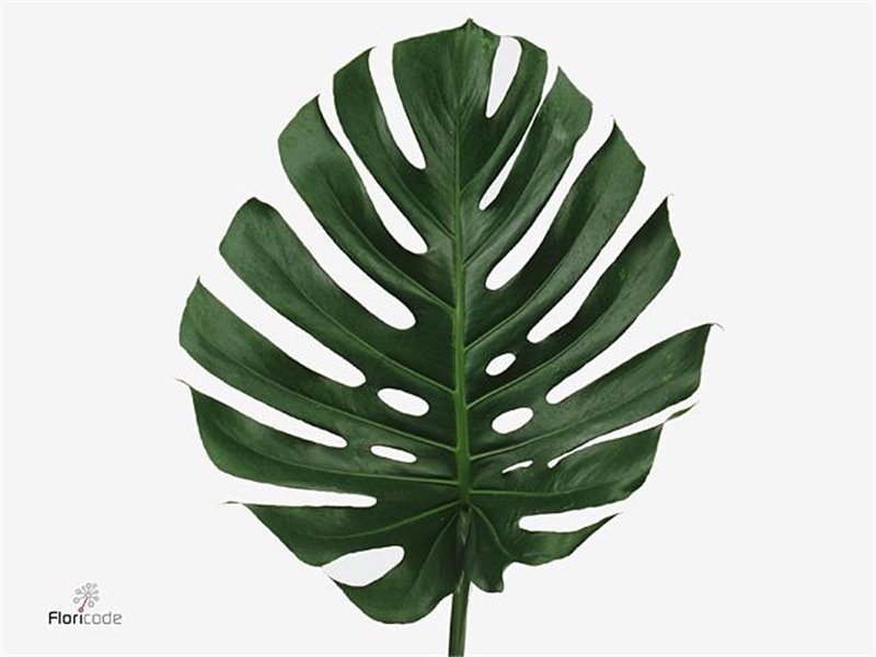 Monstera Leaf Impatiens 35cm c2510