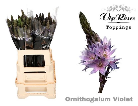 Ornithogalum Mount Fuji Violet c2533