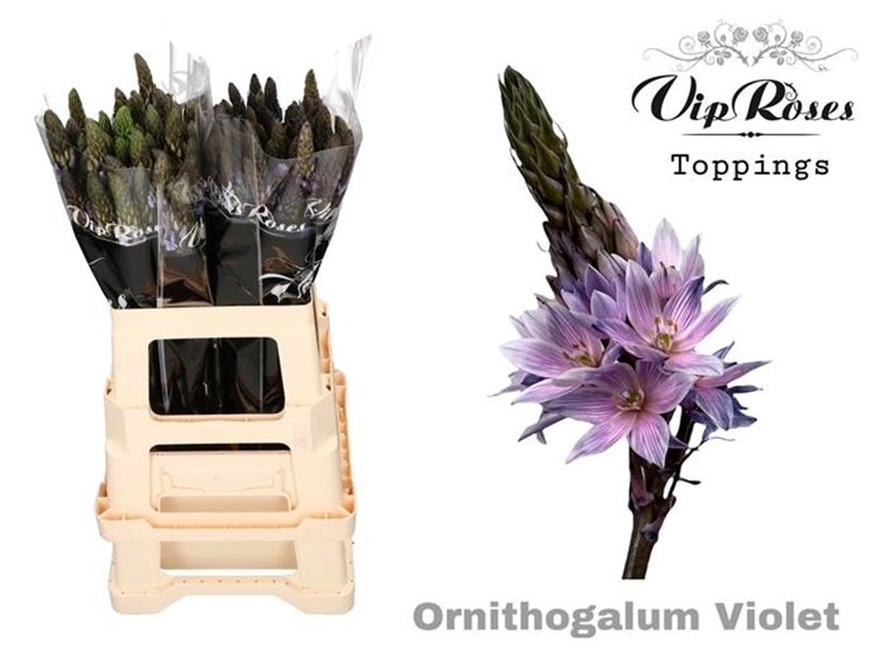 Ornithogalum Mount Fuji Violet c2533