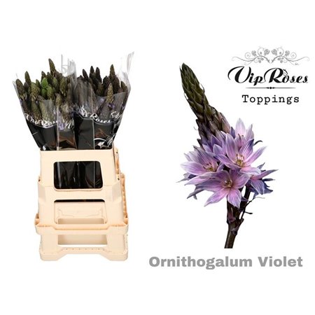 Ornithogalum Mount Fuji Violet c2533