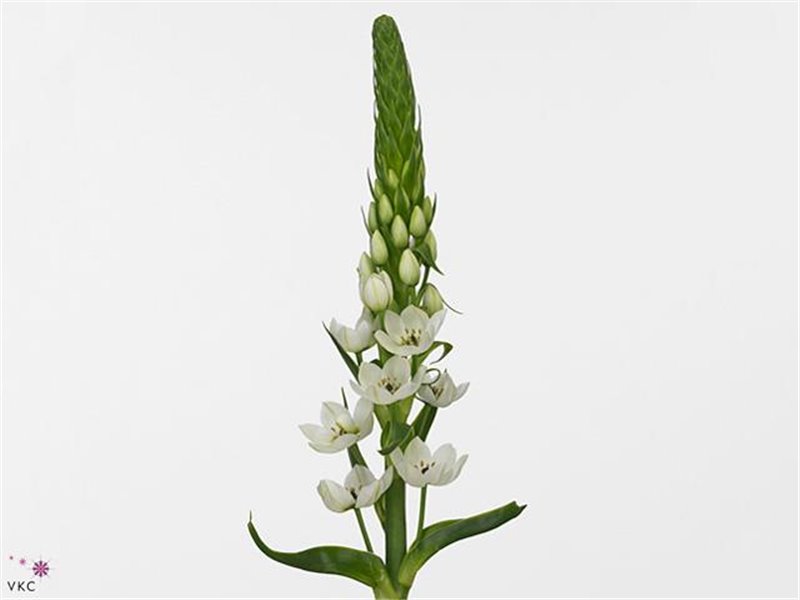 Ornithogalum Thy White Star c2539