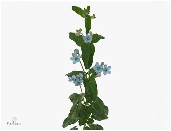 Ornithogalum Thy White Star c2540