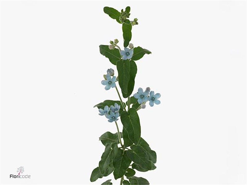 Ornithogalum Thy White Star c2540