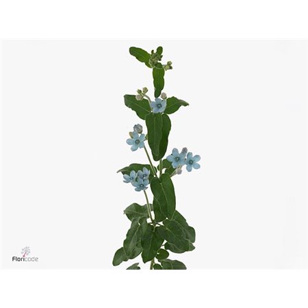 Ornithogalum Thy White Star c2540