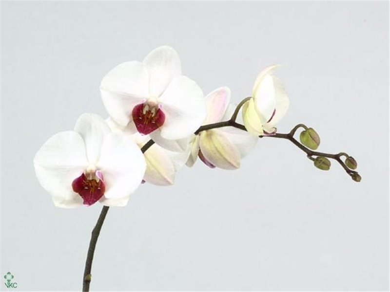 Phalaenopsis Red Lips c2624