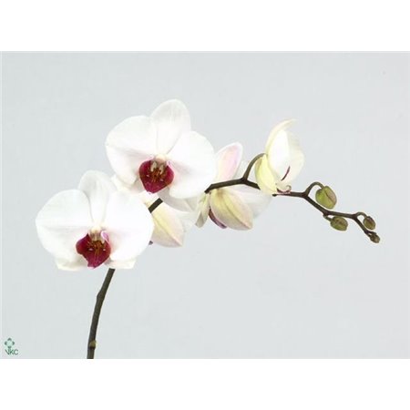Phalaenopsis Red Lips c2624