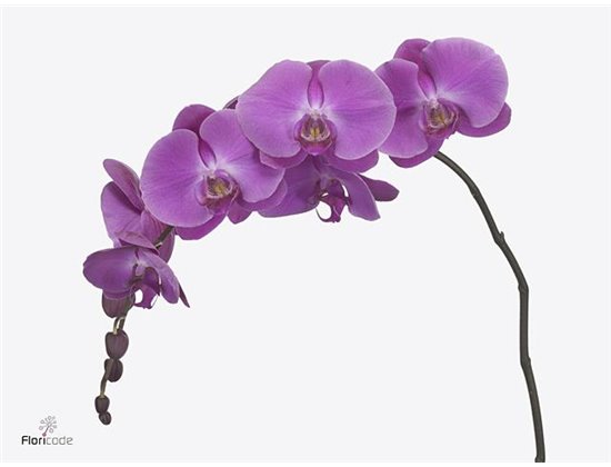 Phalaenopsis Victori Princes c2628