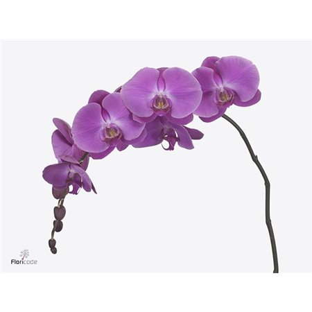 Phalaenopsis Victori Princes c2628