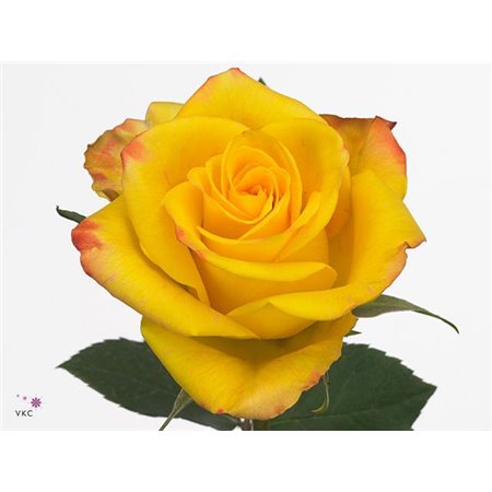 Vrtnica High And Yellow Flame 60cm c2953