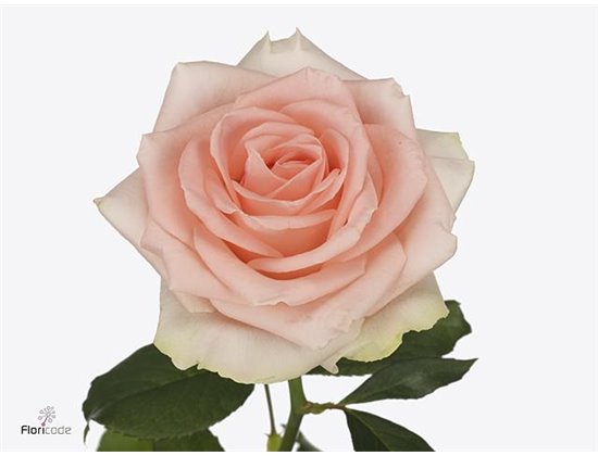 Vrtnica Doris Day c3674